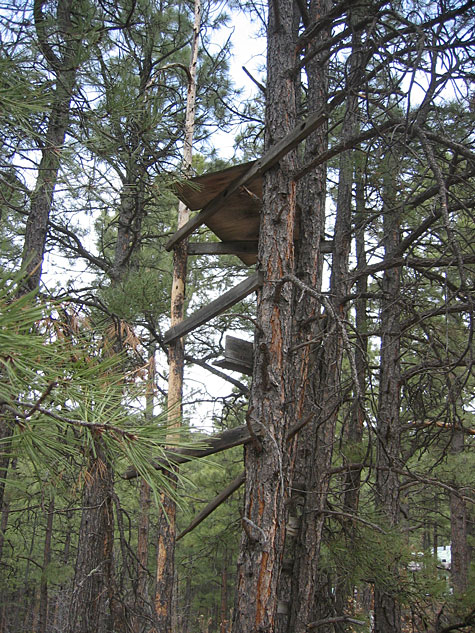 treehouse in New Mexico